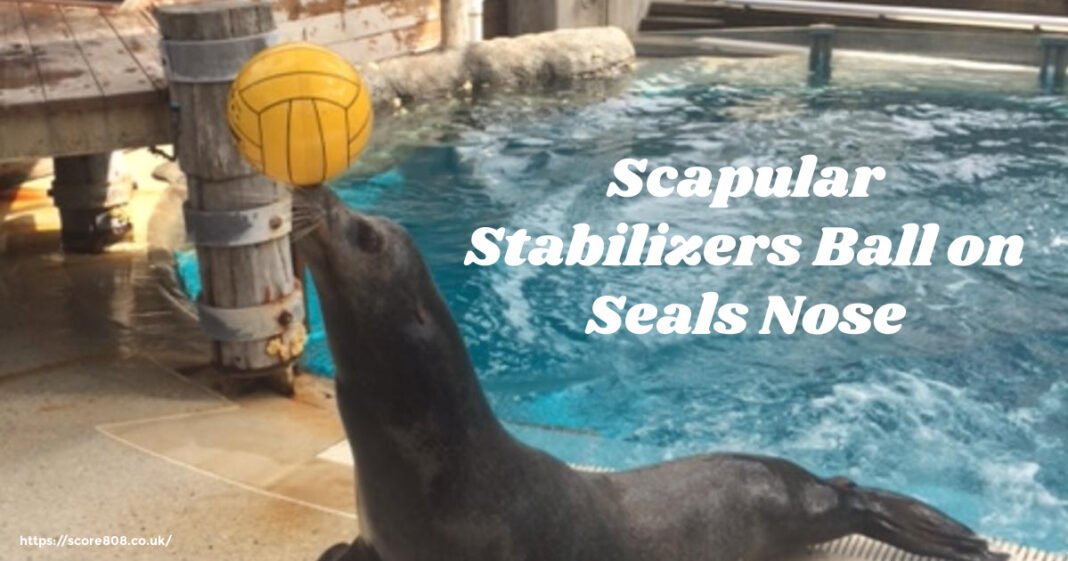 Scapular Stabilizers Ball on Seals Nose